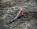Patriotic lizard